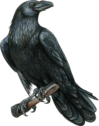 Watercolor Black Raven